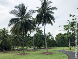 Botanic-Gardens-Singapore