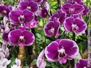 National-Orchid-Garden-Singapure