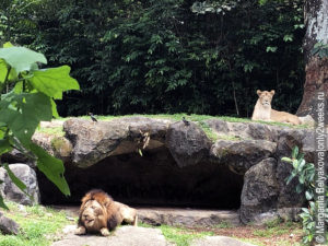singapurskiy-zoopark-zhivotnyye