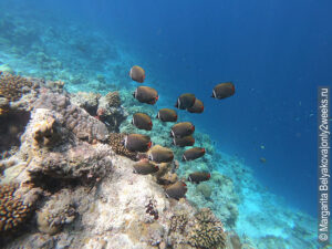 Podvodnyy-mir-Maldiv-foto